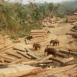 Teak Logging using Indian / Asian Elephants Teak Logging using Indian / Asian Elephants
