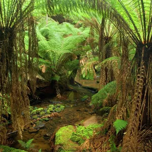 Temperate rainforest - brook flows through a gully Temperate rainforest - brook flows through a gully