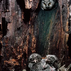 Tengmalm's Owl - at nest with chicks Tengmalm's Owl - at nest with chicks