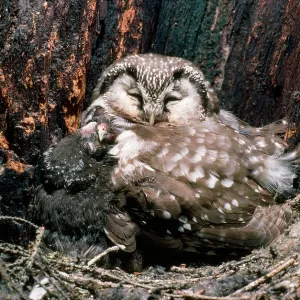 Tengmalm's Owl - sleeping with young in nest Tengmalm's Owl - sleeping with young in nest