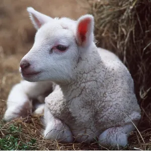 Texel Lamb, Milk Sheep Texel Lamb, Milk Sheep