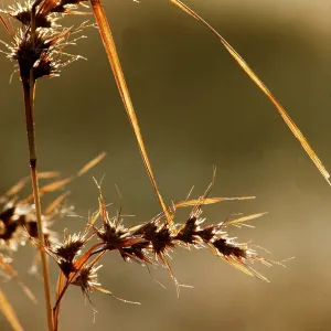 THEMEDA GRASS THEMEDA GRASS