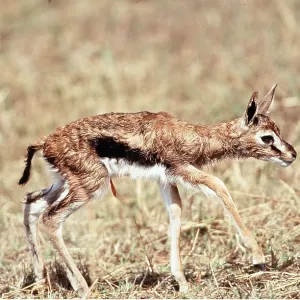 THOMSON'S GAZELLE - fawn standing