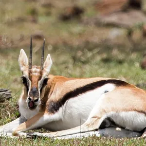 Thomson's Gazelle giving birth