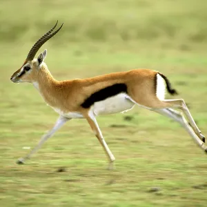 Thomson's Gazelle - Male running