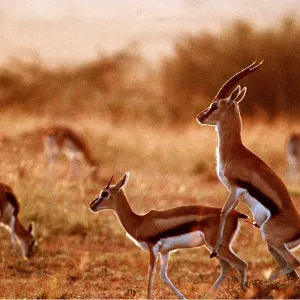 THOMSON'S GAZELLES - mating