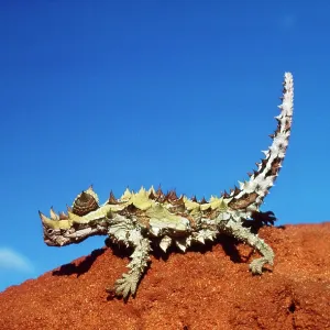 THORNY DEVIL THORNY DEVIL