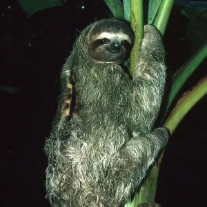 THREE-TOED SLOTH THREE-TOED SLOTH