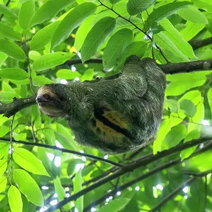 The three-toed sloth, Bradypus in tree The three-toed sloth, Bradypus in tree