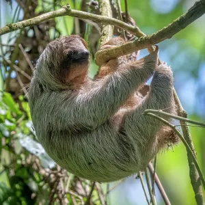 The three-toed sloth, Bradypus in tree The three-toed sloth, Bradypus in tree