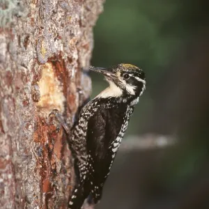 THREE-TOED WOODPECKER - male, on tree THREE-TOED WOODPECKER - male, on tree