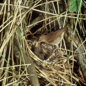 Thrush Nightingale - feeding chicks at nestS