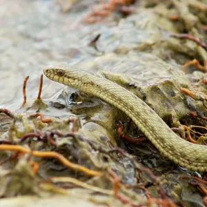Tibetan Hot Spring Snake at around 4000 meters Tibetan Hot Spring Snake at around 4000 meters