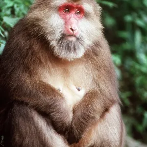 Tibetan Macaque Monkey - female, sitting Tibetan Macaque Monkey - female, sitting