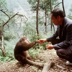 TIBETAN MACAQUE - Pilgrim feeding TIBETAN MACAQUE - Pilgrim feeding