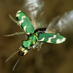 Tiger beetle in flight Tiger beetle in flight