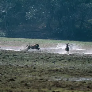 TIGER - chasing Sambar (Cervus unicolour) TIGER - chasing Sambar (Cervus unicolour)