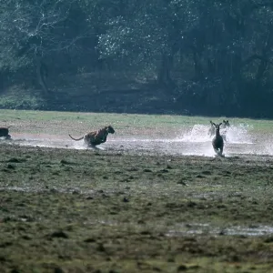 TIGER - chasing Sambar (Cervus unicolour) TIGER - chasing Sambar (Cervus unicolour)