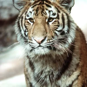TIGER - close-up head of sub-adult