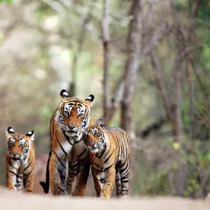 Tiger - Mother with three 9 month-old cubs Tiger - Mother with three 9 month-old cubs