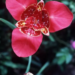 TIGRIDIA - close-up TIGRIDIA - close-up