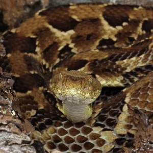 timber rattlesnake, Crotalus horridus, gravid female