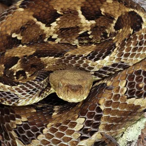 timber rattlesnake, Crotalus horridus, gravid female
