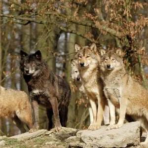 Timber Wolf / Grey Wolf sub species