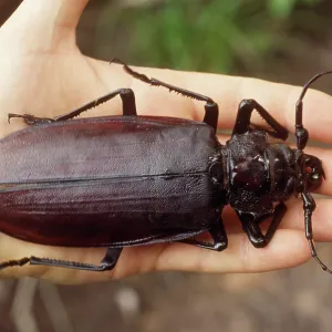 Titan Beetle - on human hand to show scale. The Titan Beetle - on human hand to show scale. The