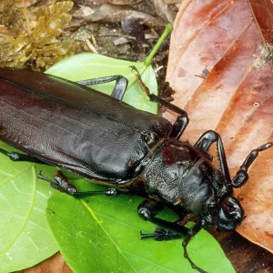 Titan Beetle - largest beetle in the world Titan Beetle - largest beetle in the world