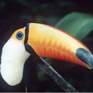 TOCO TOUCAN - close-up of head and bill TOCO TOUCAN - close-up of head and bill