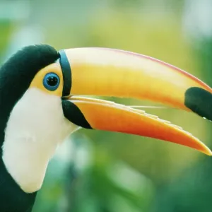 Toco TOUCAN - close-up of head, side view Toco TOUCAN - close-up of head, side view