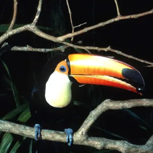 TOCO TOUCAN - perched on branch, feeding on Jamoon berry TOCO TOUCAN - perched on branch, feeding on Jamoon berry