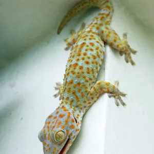 Tokay Gecko - adult on a corner of a building after Tokay Gecko - adult on a corner of a building after