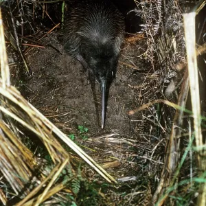 Tokoeka / Stewart Island Brown Kiwi - female leaving Tokoeka / Stewart Island Brown Kiwi - female leaving