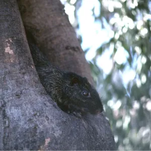 TORO RAT - in tree TORO RAT - in tree