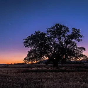 Tree with the moon and planets Jupiter and Venus at sunset