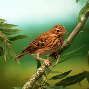 TREE PIPIT - on branch TREE PIPIT - on branch