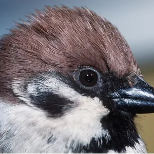 TREE SPARROW - close-up of head TREE SPARROW - close-up of head