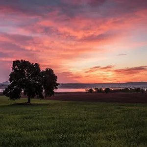 Tree in wheat fields at sunrise
