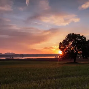 Tree in wheat fields at sunrise