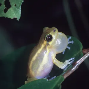 TREEFROG - calling with inflated throat sac TREEFROG - calling with inflated throat sac
