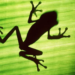 TREEFROG - Silhouette through underside of leaf TREEFROG - Silhouette through underside of leaf