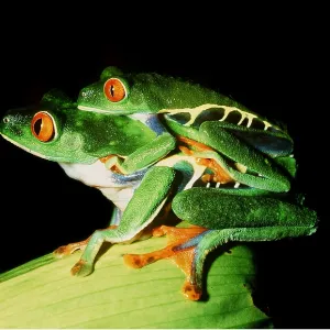 TREEFROGS / Splendid leaf frog - mating