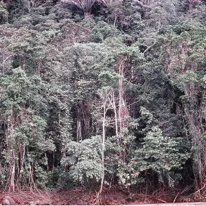 TROPICAL RAINFOREST TROPICAL RAINFOREST