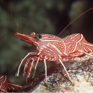 TROPICAL SHRIMPS - ON ROCK TROPICAL SHRIMPS - ON ROCK
