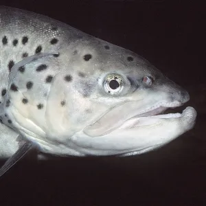 TROUT - close up of head, freshwater TROUT - close up of head, freshwater