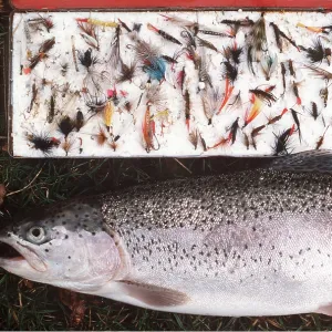 TROUT Fishing - Rainbow trout by flies TROUT Fishing - Rainbow trout by flies