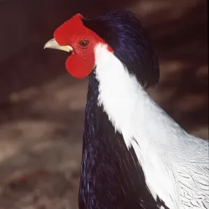 TRUE SILVER PHEASANT - male, close-up of head TRUE SILVER PHEASANT - male, close-up of head
