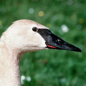 TRUMPETER SWAN - close-up of head